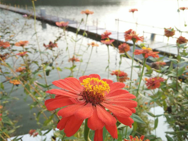 花丛